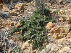 Aspalathus microlithica