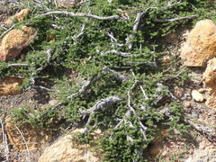 Aspalathus microlithica