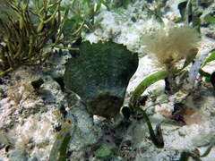Udotea flabellum
