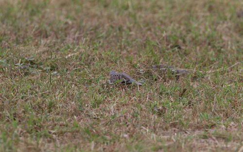 Ecuadorian Ground Dove (Columbina buckleyi), photo 10
