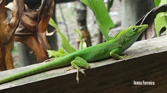 Anolis