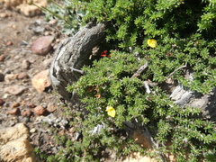 Aspalathus microlithica