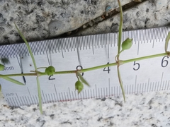 Scleromitrion diffusum