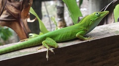 Anolis