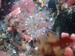Aulactinia incubans