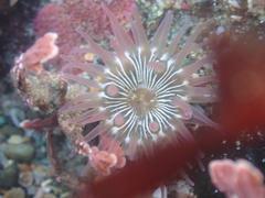 Aulactinia incubans