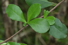 Putterlickia verrucosa