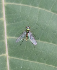 Sciapodinae