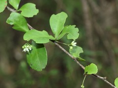 Putterlickia verrucosa