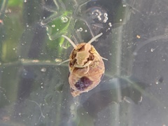 Eulithidium