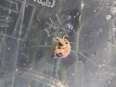 Eulithidium