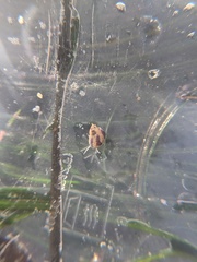 Eulithidium