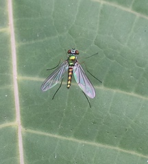 Sciapodinae