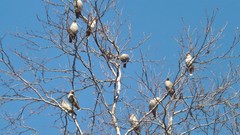 Bombycilla garrulus