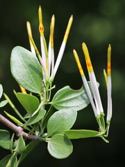 Agelanthus
