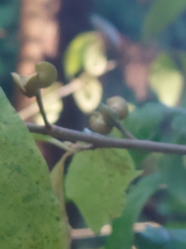 Image of Orixa japonica by (c) WATANABE Hitoshi 渡辺仁, some rights reserved (CC BY)