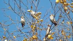 Bombycilla garrulus