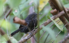 Cercomacra nigricans