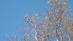 Bombycilla garrulus
