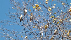 Bombycilla garrulus