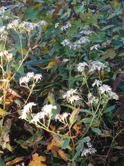 Aster ageratoides ageratoides