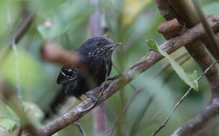 Cercomacra nigricans