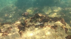 Acanthurus monroviae