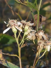 Aster ageratoides ageratoides