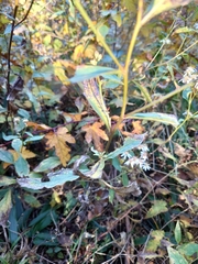 Aster ageratoides ageratoides