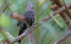Cercomacra nigricans
