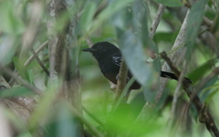 Cercomacra nigricans