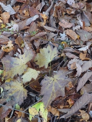 Actaea japonica
