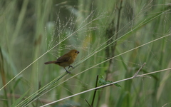 Sporophila corvina
