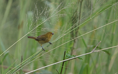 Sporophila corvina