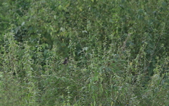 Sporophila crassirostris