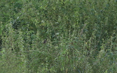 Sporophila crassirostris