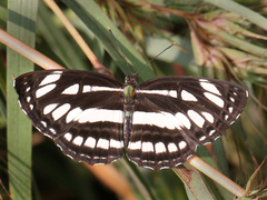 Neptis hylas varmona