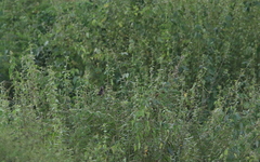 Sporophila crassirostris