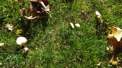 Agaricales
