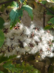 Clematis apiifolia biternata
