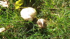 Agaricales