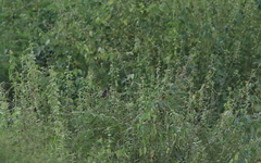 Sporophila crassirostris