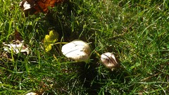 Agaricales