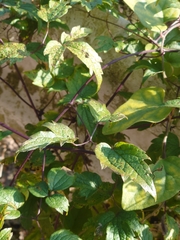 Clematis apiifolia biternata