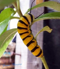 Lepidoptera