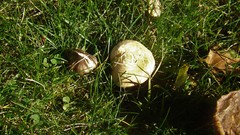 Agaricales