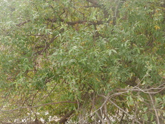 Salix acmophylla