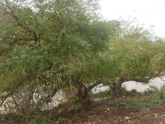 Salix acmophylla