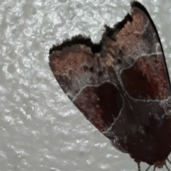 Hampsonodes mastoides
