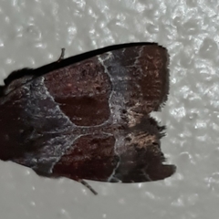 Hampsonodes mastoides